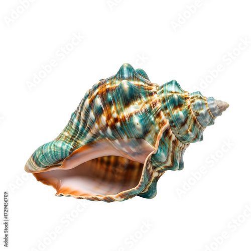 Exotic tropical seashell isolated on white background