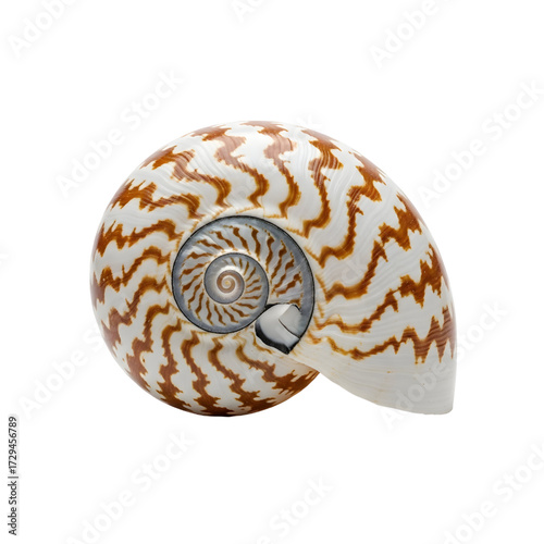 Exotic tropical seashell isolated on white background