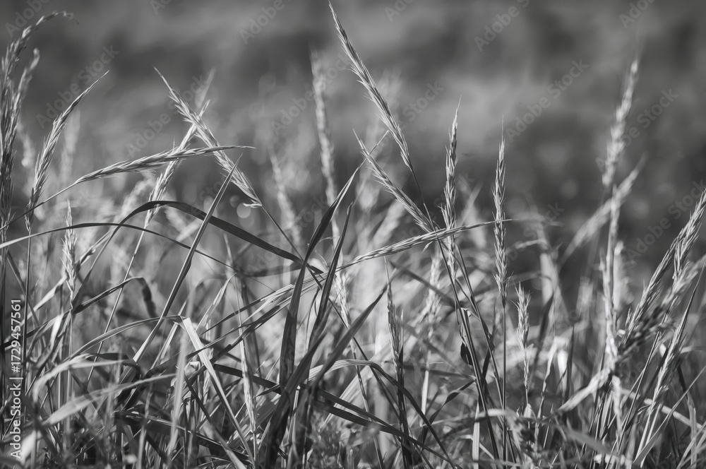 Fototapeta premium Monochrome blades of grass