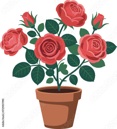 Vibrant potted rose bush with blooming red flowers and green leaves