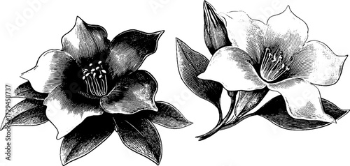 Art nouveau floral illustration set: engraved vintage flower sketch for design and decoration