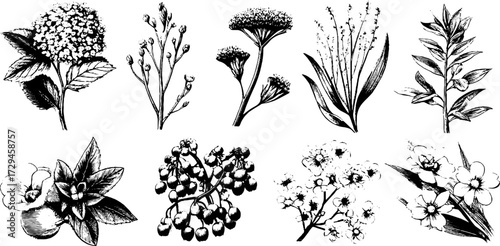Art nouveau floral motifs collection for design and decoration