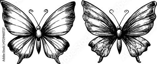 Vintage engraved fairy wings illustration set - perfect for design, print, and poster projects