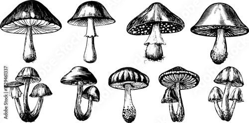 Vintage engraved illustration set of glowing mushroom caps for design and decor