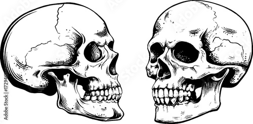 Vintage engraved human skull set for design and decor