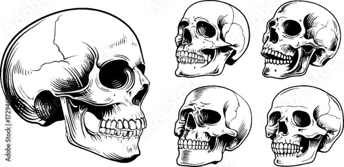 Vintage engraved human skull illustration set for retro design and art projects