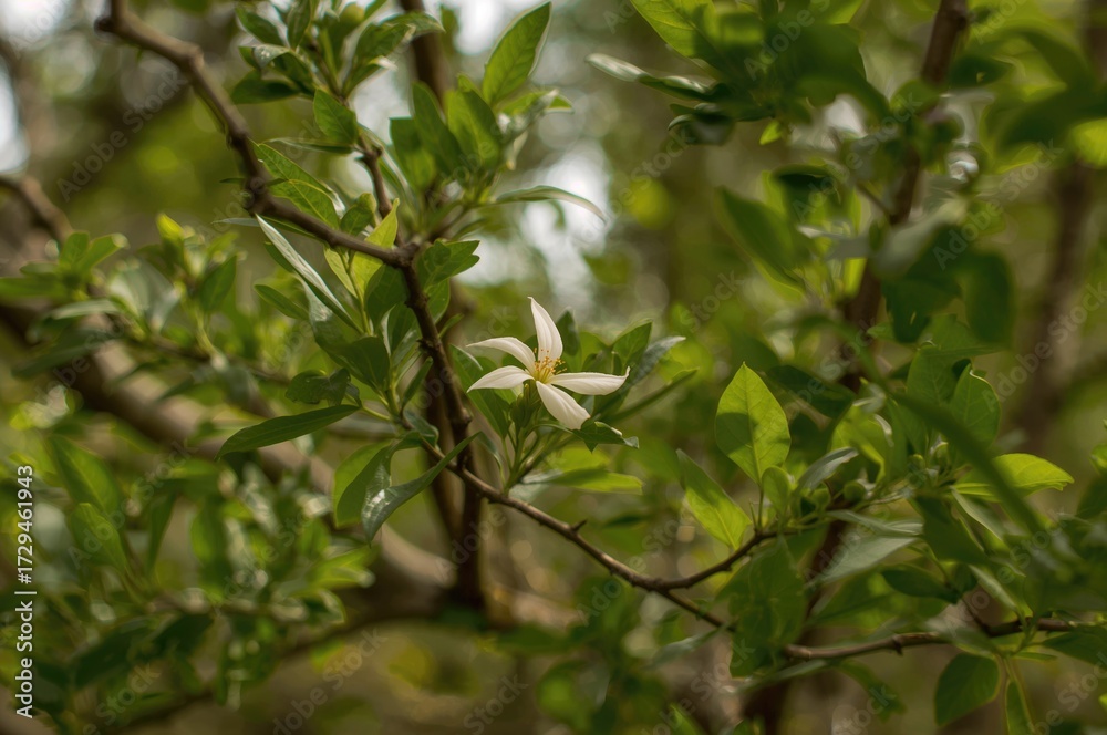 Obraz premium Stunning white and green blossom during the warm season, a species of Fabaceae family plants.