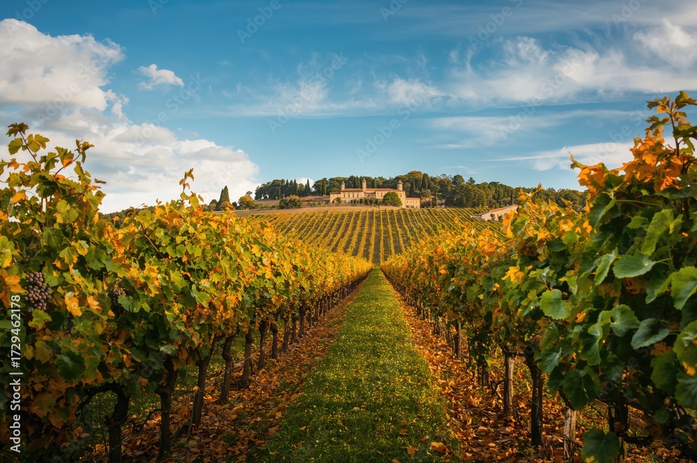 Fototapeta premium Vibrant Hues of a Vineyard