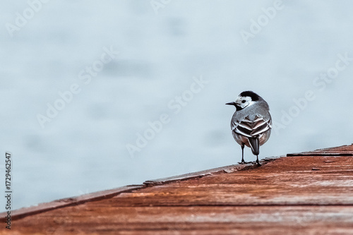 White wagtail bird (Motacilla alba) standing on a wooden pier near the water