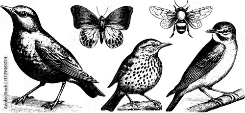 Engraved illustration set of spring birds and insects for nature design and prints