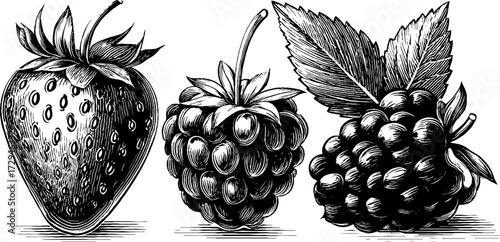Vintage engraved illustration of summer berries collection for design use