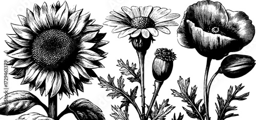 Vintage engraved illustration set of summer flowers including sunflower, daisy, and poppy for retro design