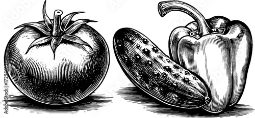 Vintage hand-drawn engraving of summer vegetables: tomato, cucumber, bell pepper