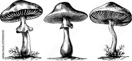 Surreal mushroom illustration set: vintage engraving for nature art and design