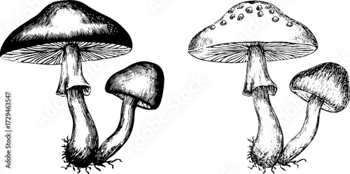 Surreal mushroom engraving set for design and decoration purposes