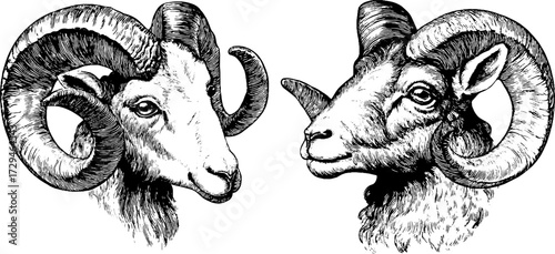 Vintage engraved illustration set of zodiac sign aries ram heads for retro design posters
