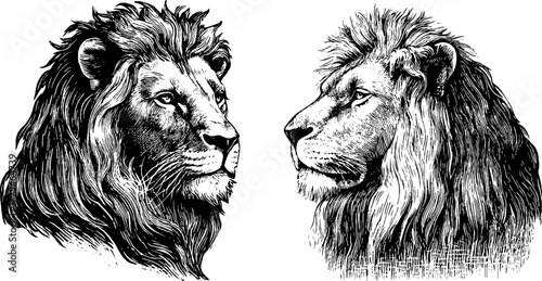 Vintage engraved illustration set of leo zodiac sign lions for design and prints