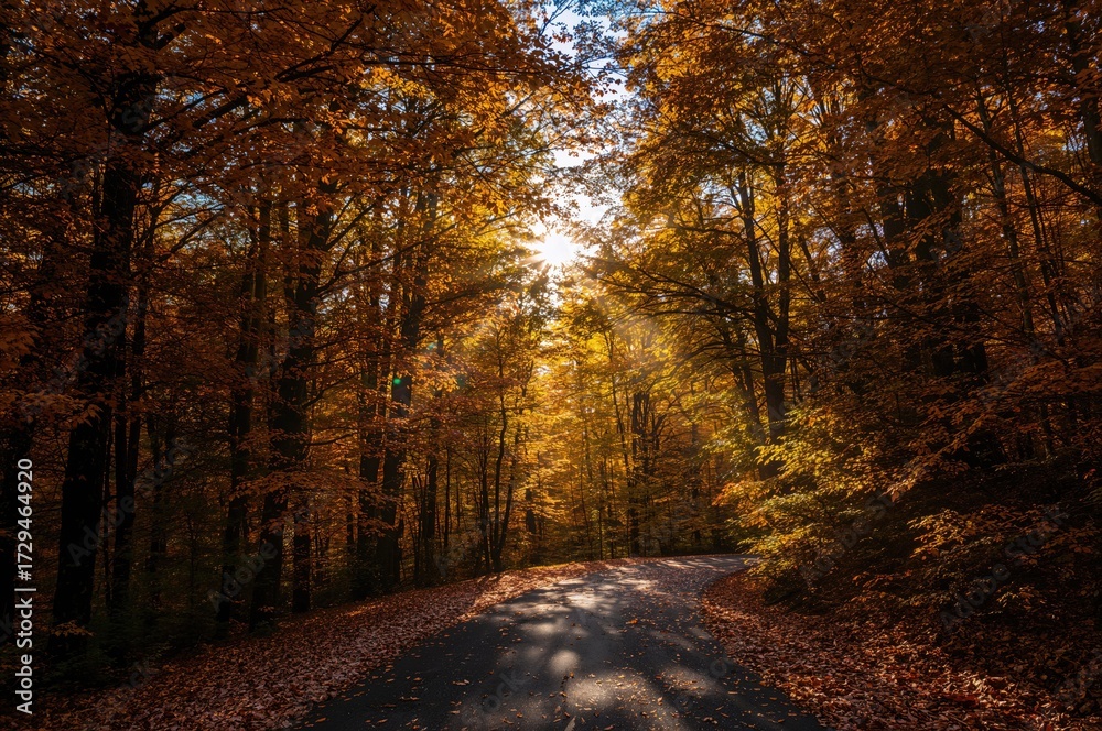 Obraz premium Sunlight streaming through autumn trees in a woodland