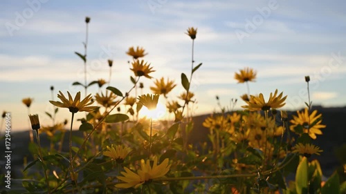 Prairie sunflowers in Nordic sunset landscape