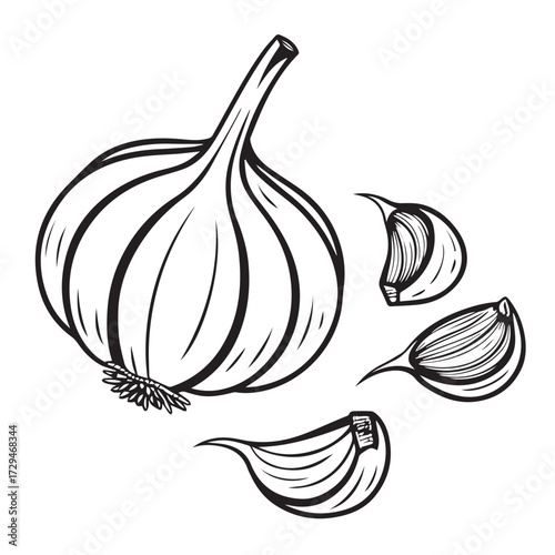 Monochrome drawing of garlic bulb and cloves isolated on white background, emphasizing the distinct form and texture of this pungent ingredient, suitable for culinary or graphic designs