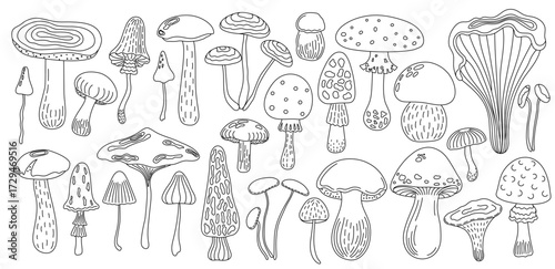 Forest edible mushrooms set yellow boletus, honey fungus vector illustration, seasonal autumn doodle outline drawing healthy vegetarian diet ingredient for menu design, hand drawn image