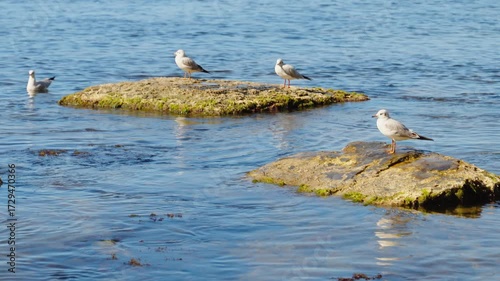 Video of seagulls resting on rocks near the coastline, a bright sunny day, real-time footage of the ecology and life of marine animals and birds