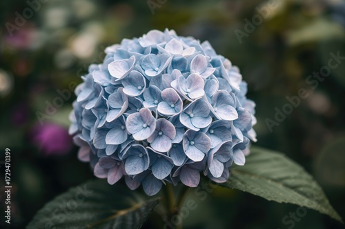 Color Palette Sample Featuring Hydrangea Blossoms