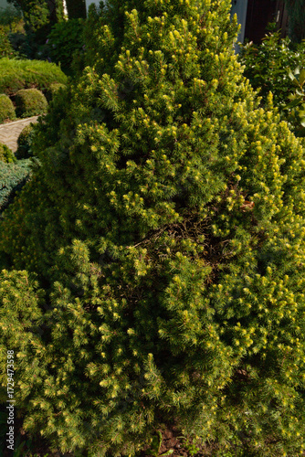 green trees in the garden