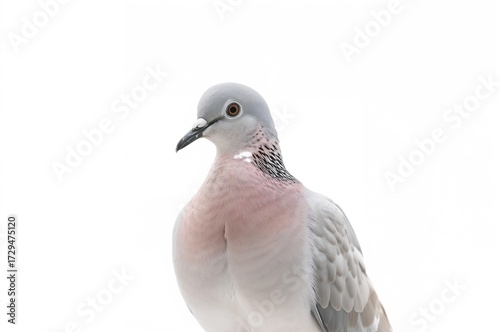 Single grey pigeon on a pla...
