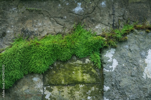 Stone wall covered with lus...