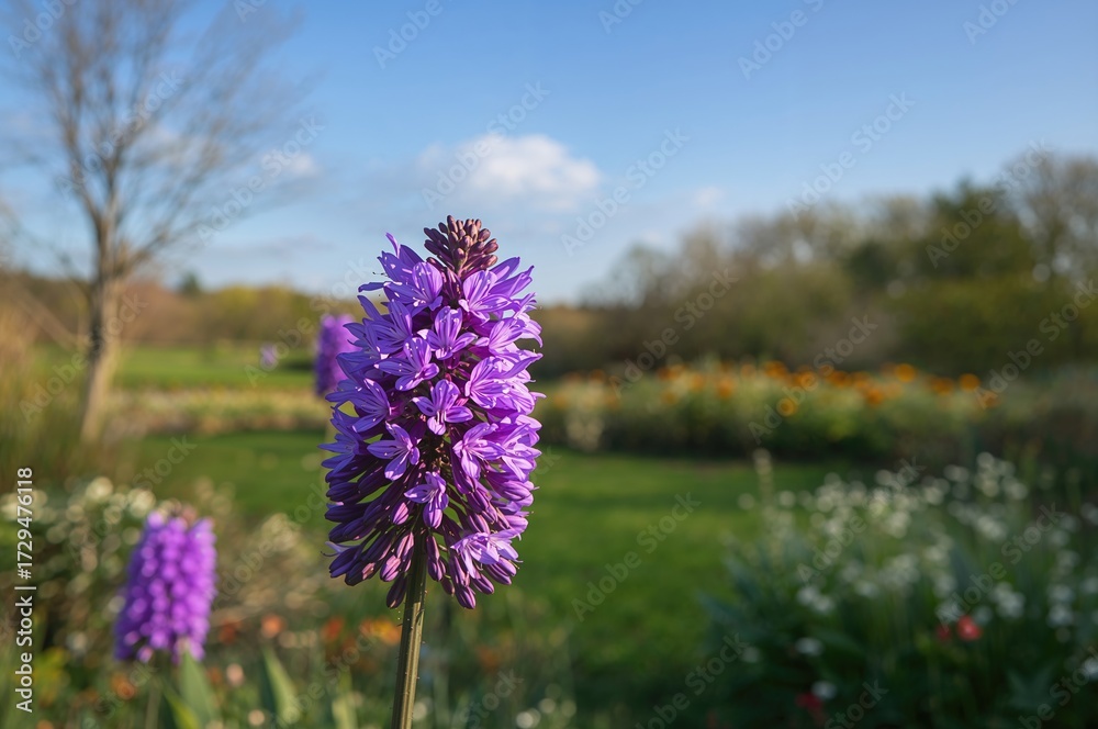 Obraz premium Lamium purpureum flower blossoming fully