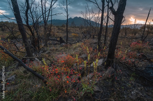 Wilderness Regrowth Followi...