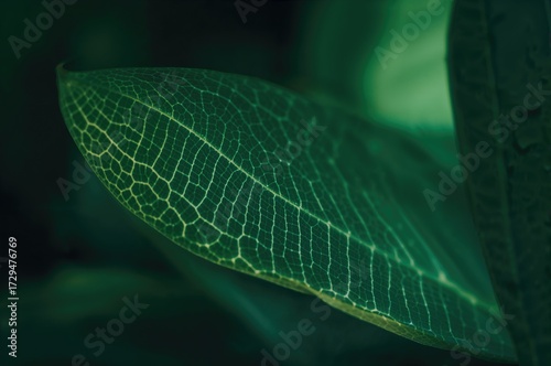 Close-up of a green leaf's ...
