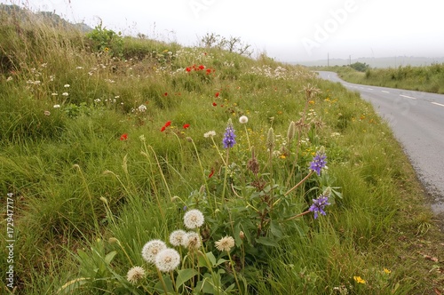 Wildflowers Bloom Along a M...