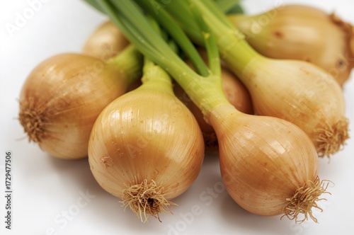 Isolated fresh onion bulbs ...