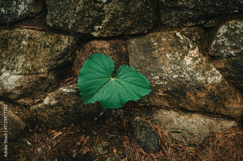 Stone Wall with Green Leaf ...