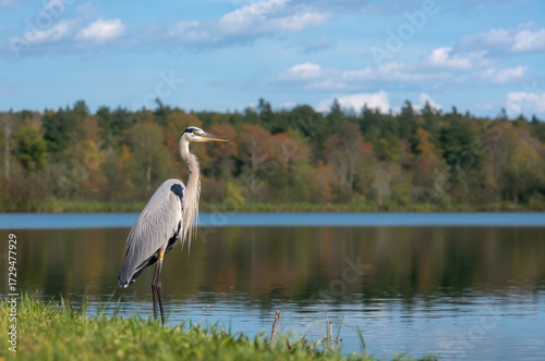 Ardea Cinerea Heron Positio...
