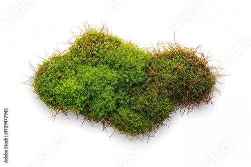 Isolated green moss with wh...