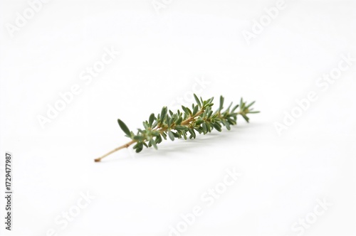 Isolated sprig of fresh thy...