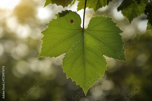 Leaf of a green grapevine o...