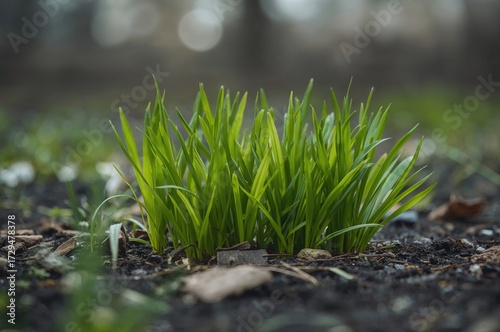 Weeds with green leaves eme...