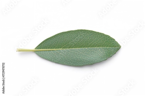 Fresh green sage foliage on...