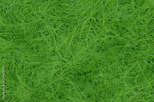Texture of green thread