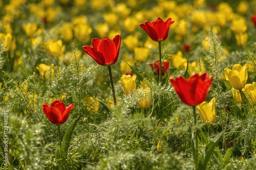 Red tulip blossoms standing...