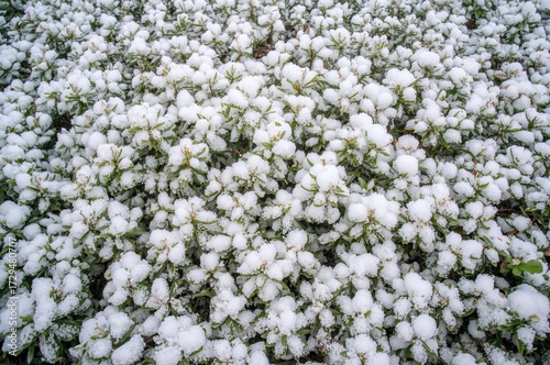 White snow blanketing vibra...