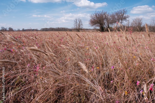 Dry grass field with brown ...
