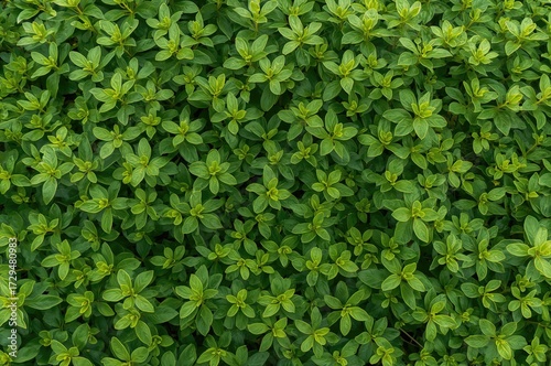 Lush Cassava Leaves Forming...