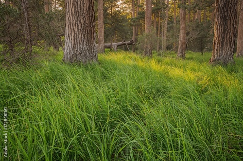 Lush green grass sprouting ...
