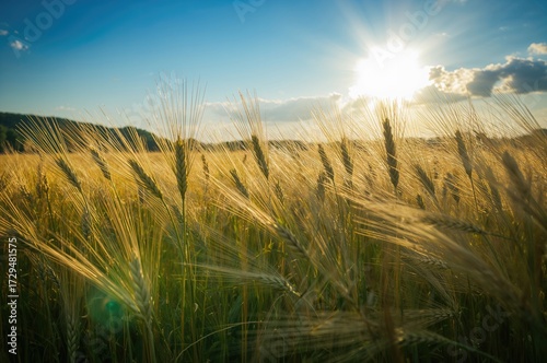 Golden wheat field glowing ...