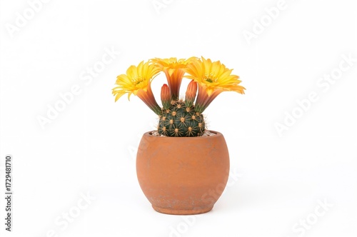 Blooming Rebutia flavistla ...